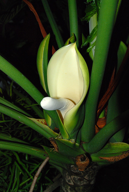 Philodendron bipinnatifidum