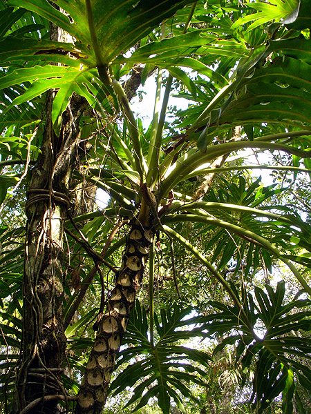 Philodendron bipinnatifidum