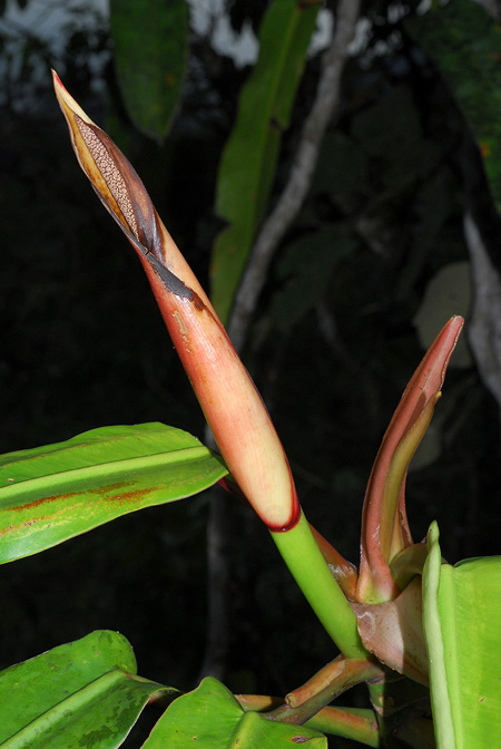Philodendron bonifaziae