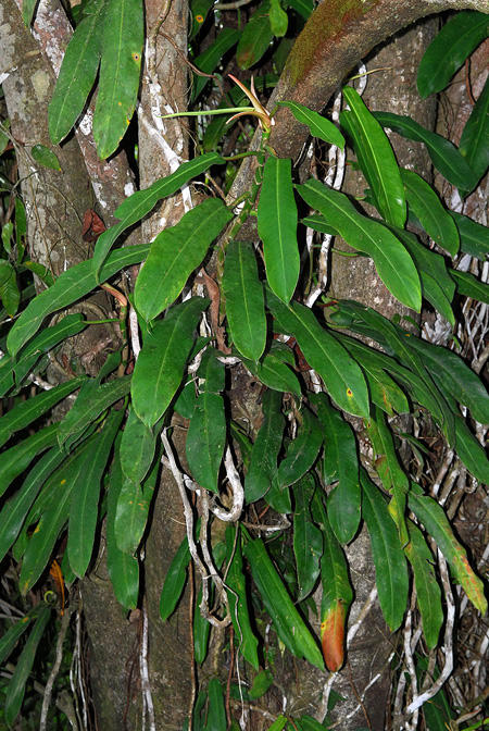 Philodendron bonifaziae