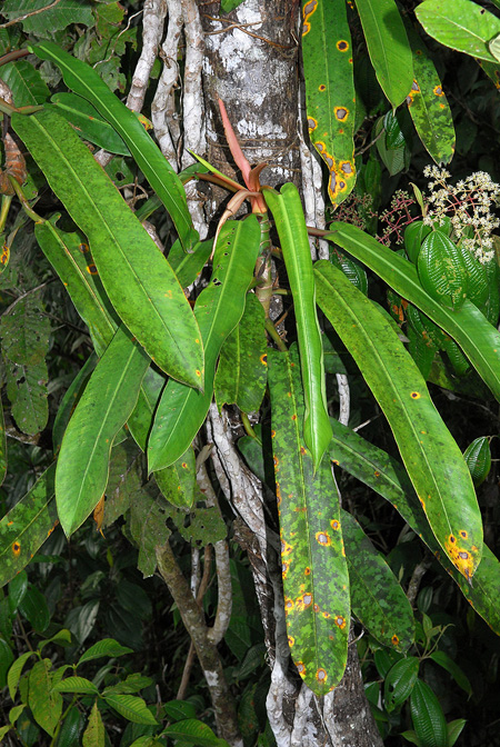 Philodendron bonifaziae