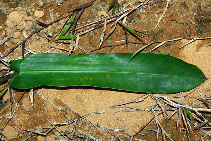 Philodendron bonifaziae