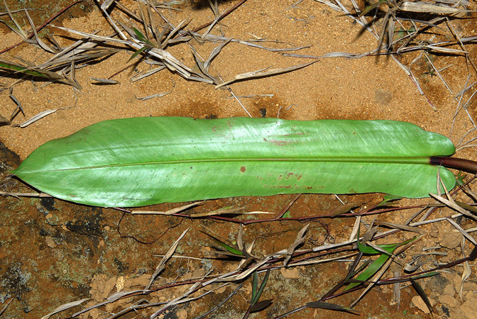 Philodendron bonifaziae