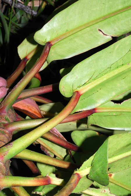Philodendron bonifaziae