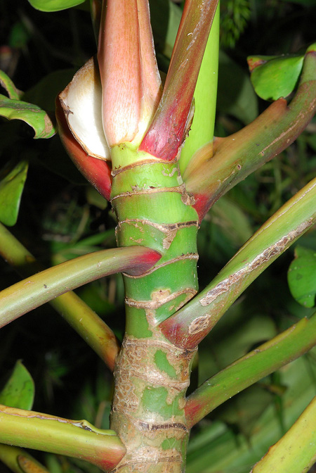 Philodendron bonifaziae