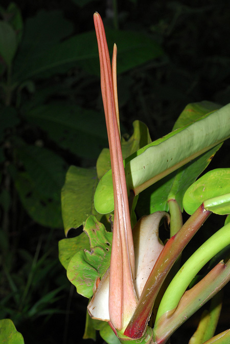Philodendron bonifaziae