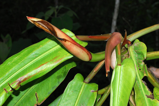 Philodendron bonifaziae