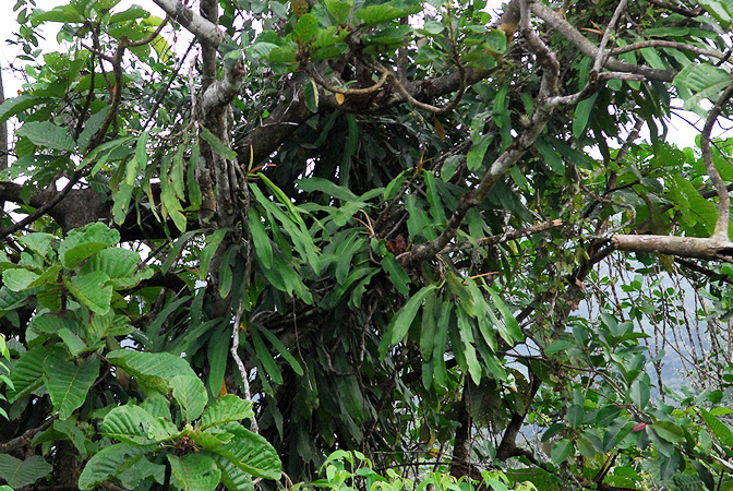 Philodendron bonifaziae