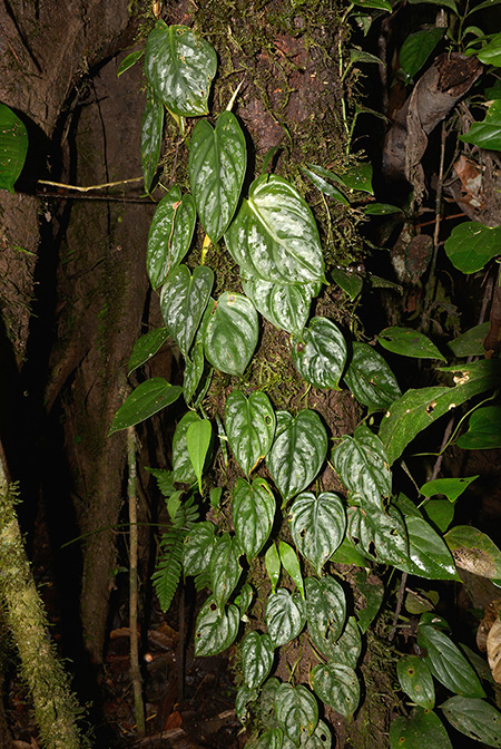 Philodendron brandtianum