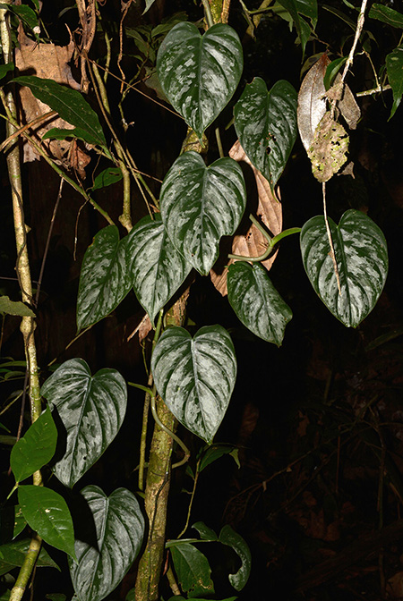 Philodendron brandtianum