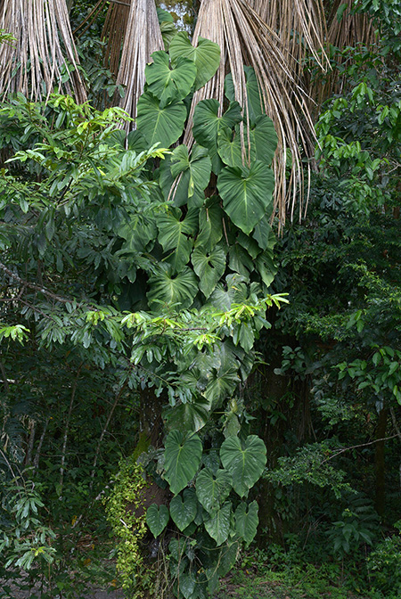 Philodendron brandtianum