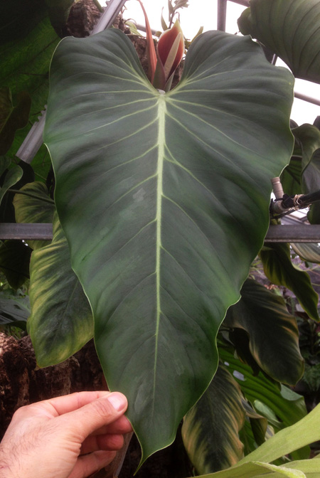 Philodendron brandtianum