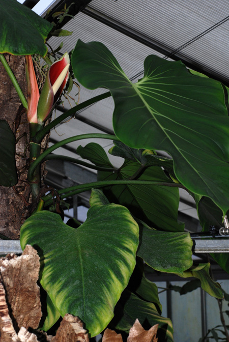 Philodendron brandtianum