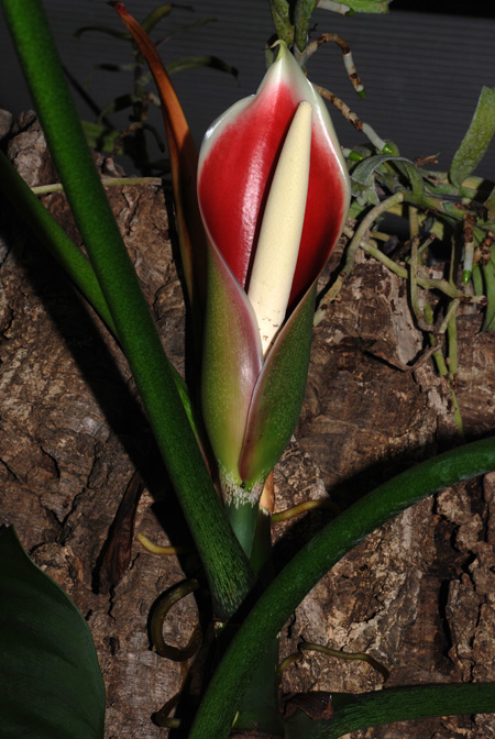 Philodendron brandtianum