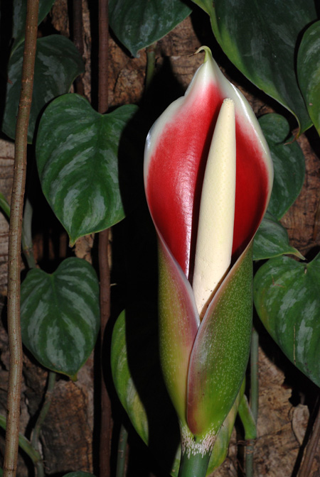 Philodendron brandtianum
