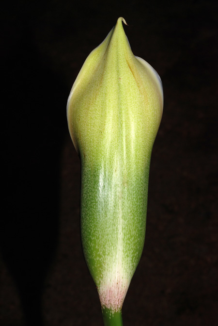 Philodendron brandtianum