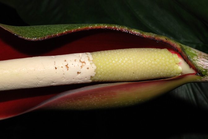 Philodendron brandtianum