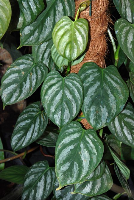 Philodendron brandtianum