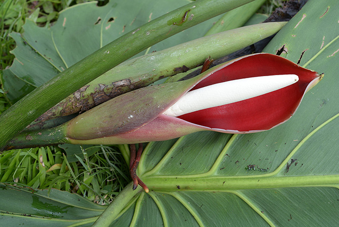 Philodendron brandtianum