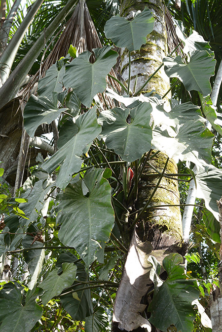 Philodendron brandtianum