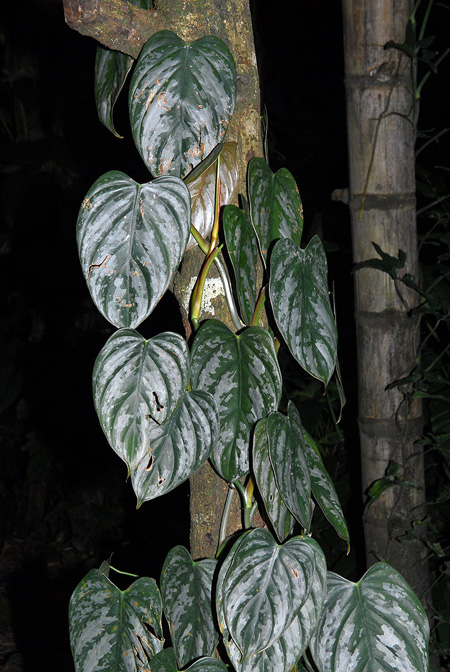Philodendron brandtianum