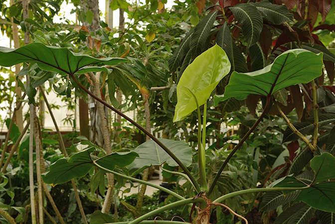 Philodendron brasiliense
