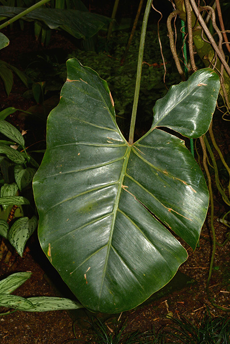 Philodendron brasiliense