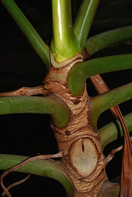 Philodendron brasiliense