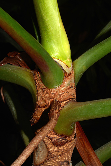 Philodendron brasiliense