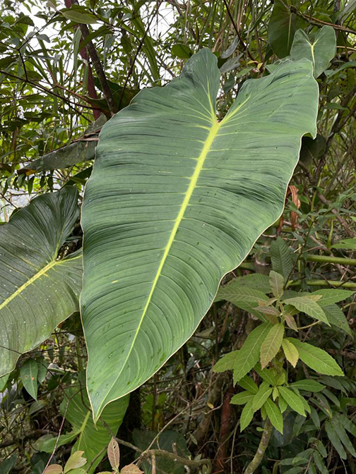 Philodendron brenesii