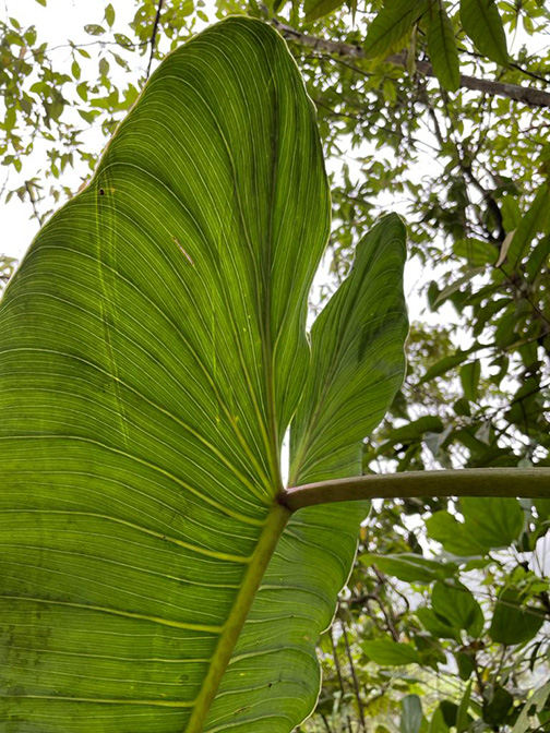 Philodendron brenesii
