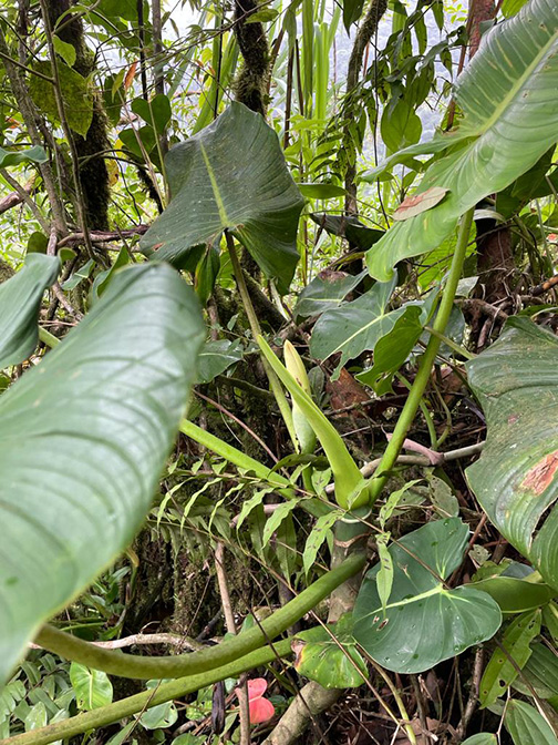 Philodendron brenesii