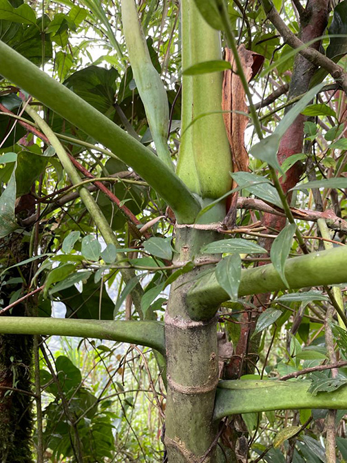 Philodendron brenesii
