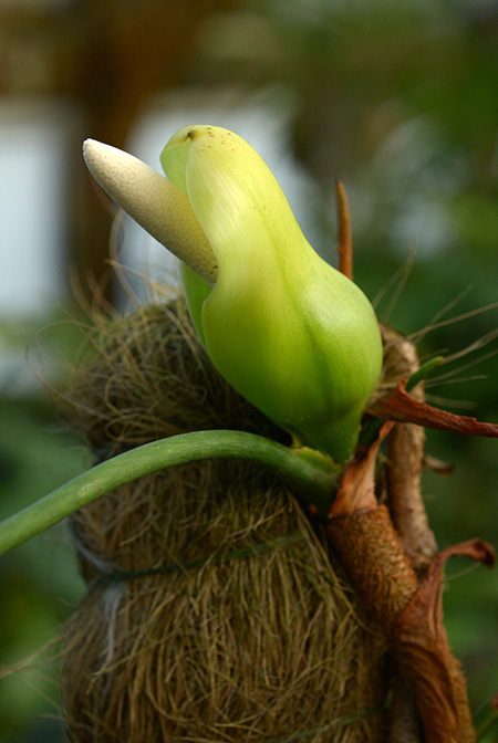 Philodendron brevispathum
