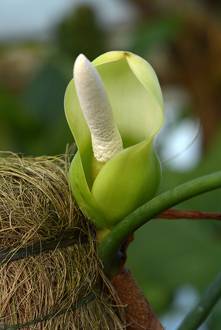 Philodendron brevispathum