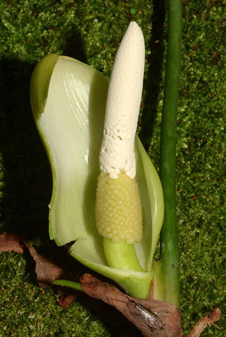 Philodendron brevispathum