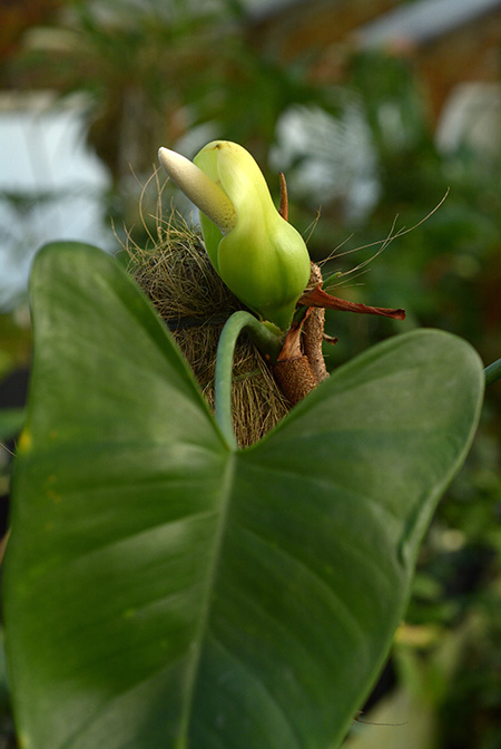 Philodendron brevispathum