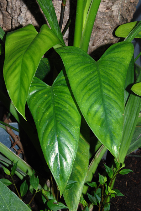 Philodendron brevispathum