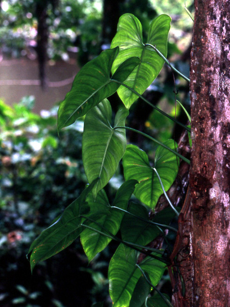 Philodendron brevispathum