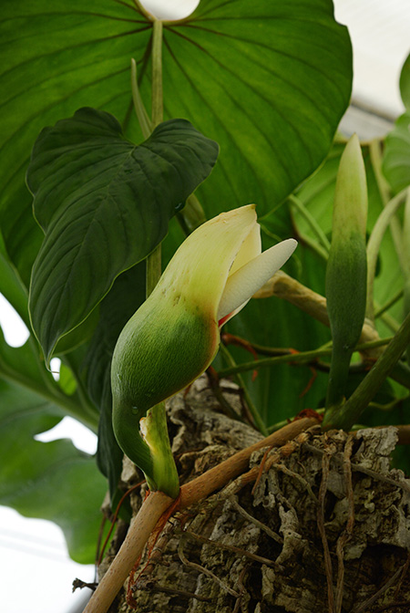 Philodendron brunneicaule