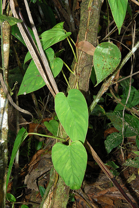 Philodendron brunneicaule