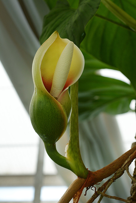 Philodendron brunneicaule