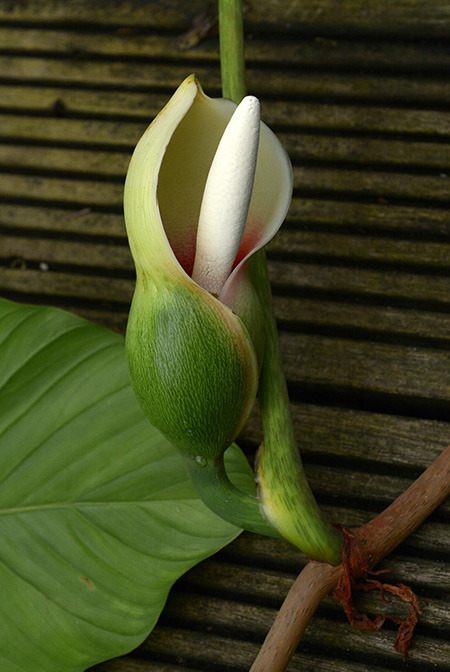 Philodendron brunneicaule