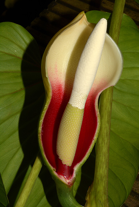 Philodendron brunneicaule