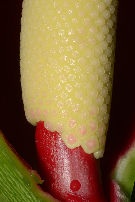 Philodendron brunneicaule