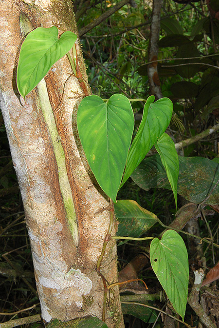 Philodendron brunneicaule