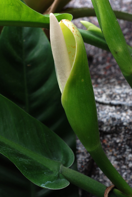 Philodendron burle-marxii