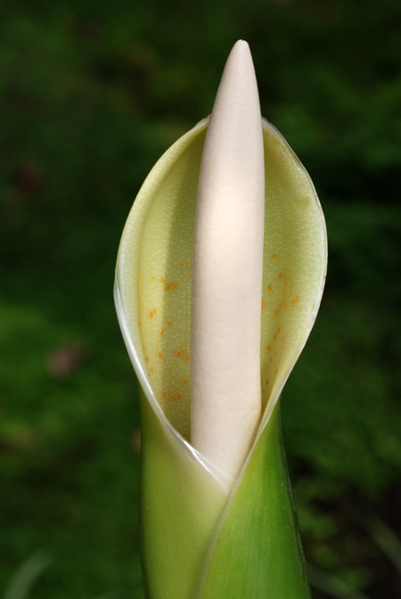 Philodendron burle-marxii