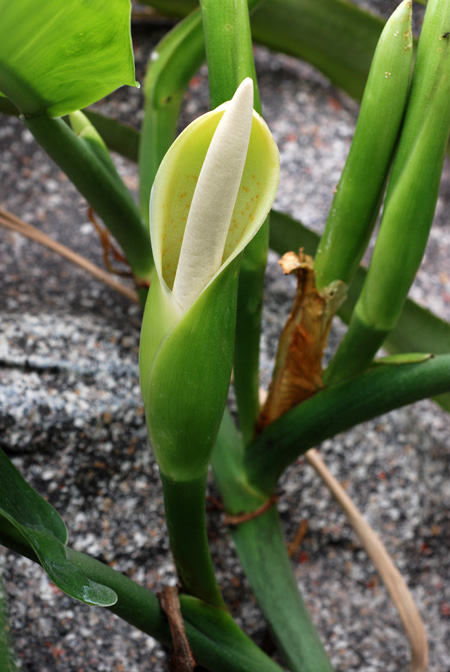 Philodendron burle-marxii