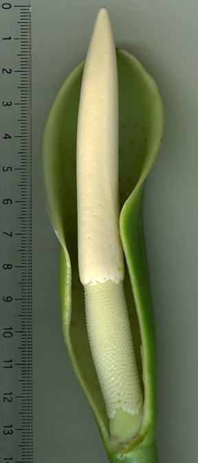 Philodendron burle-marxii